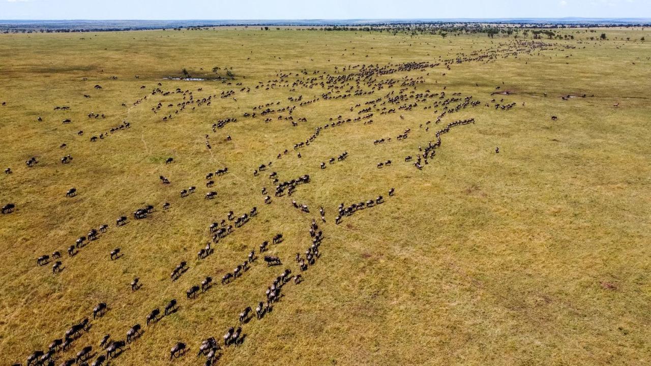 Africa Safari Serengeti Ikoma Exteriör bild