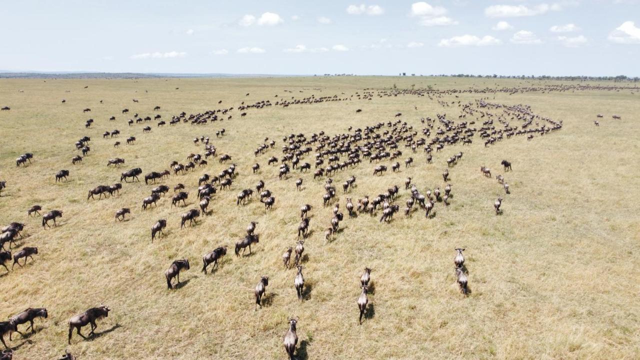 Africa Safari Serengeti Ikoma Exteriör bild