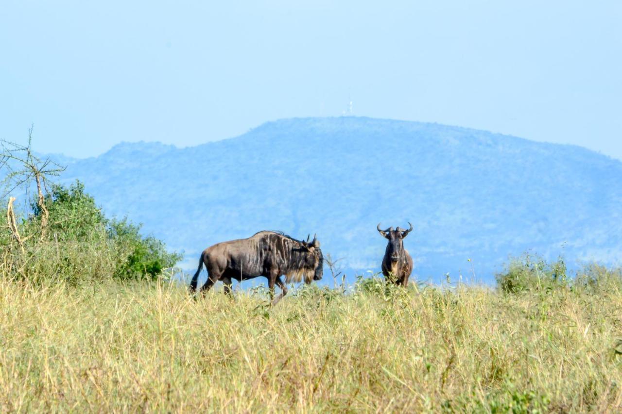 Africa Safari Serengeti Ikoma Exteriör bild