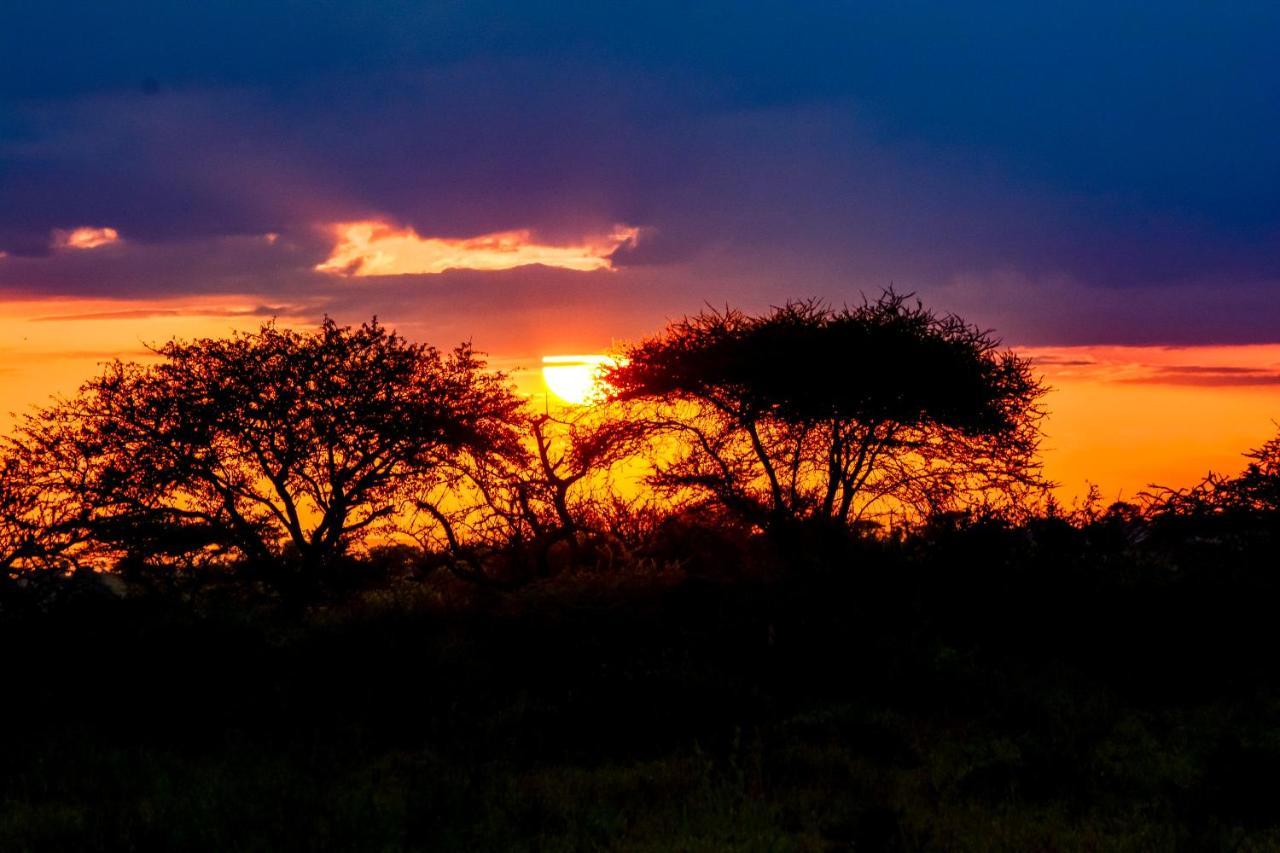 Africa Safari Serengeti Ikoma Exteriör bild