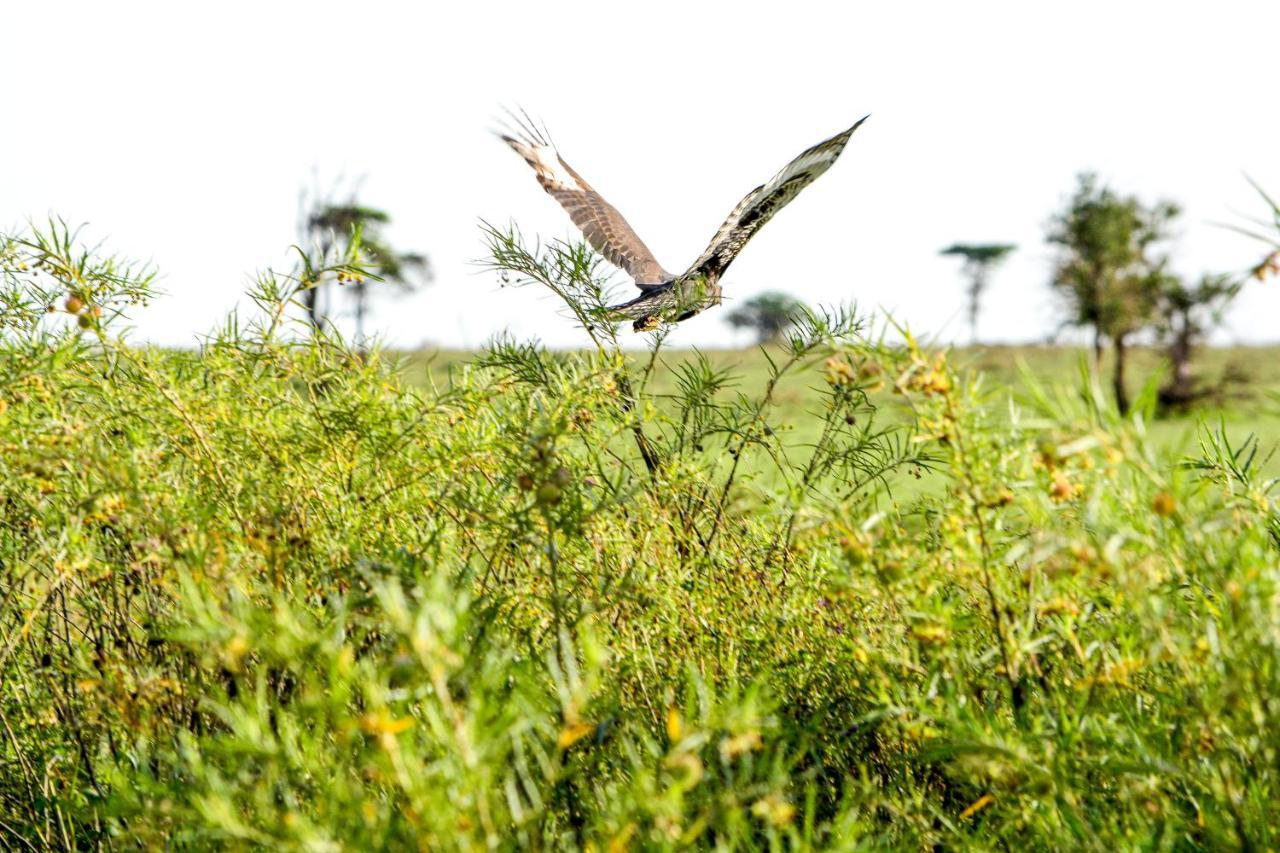 Africa Safari Serengeti Ikoma Exteriör bild
